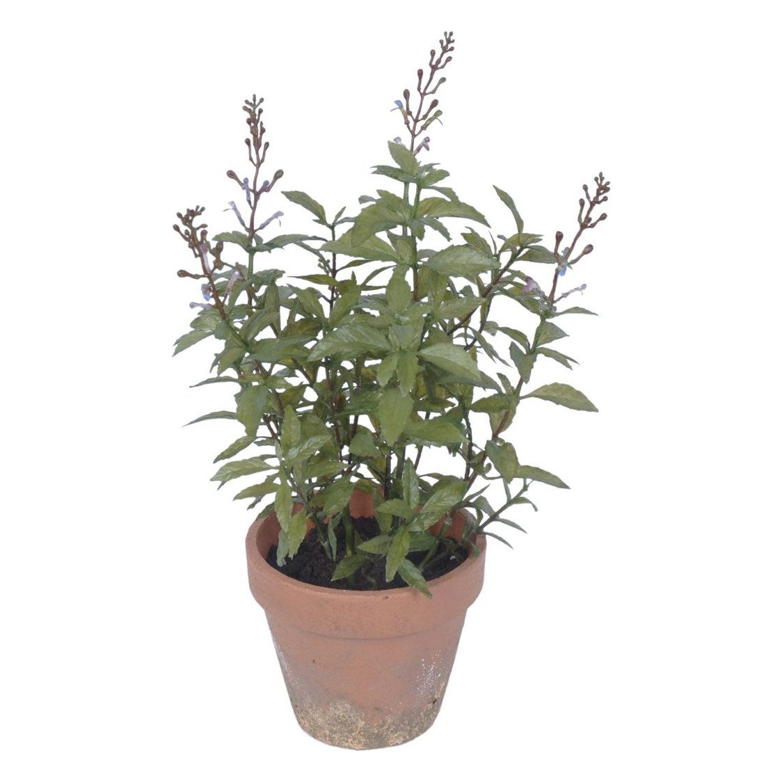 Potted Lavender Plant