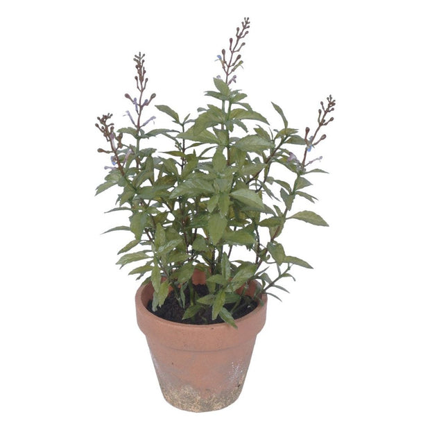 Potted Lavender Plant
