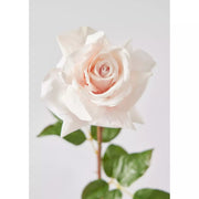 Real Touch Dutchess Rose in Blush - 20"
