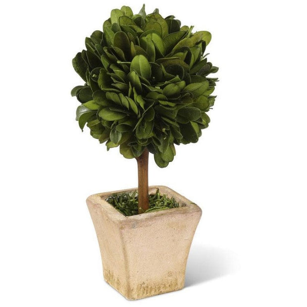 6" Mini Preserved Boxwood