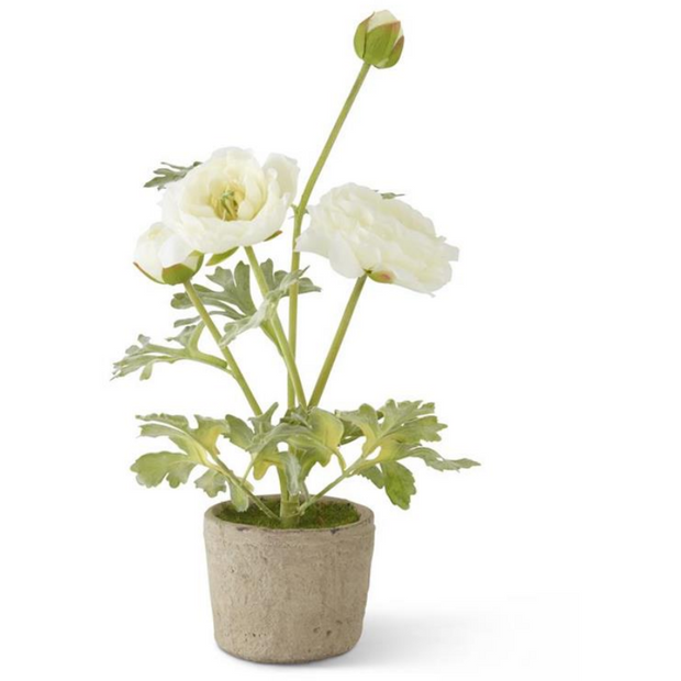 White Ranunculus in Clay Pot