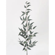 Italian Ruscus Leaf Branch