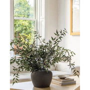 Italian Ruscus Leaf Branch