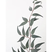 Italian Ruscus Leaf Branch