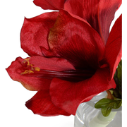 Amaryllis Cutting