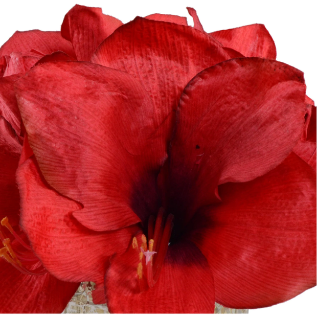 Amaryllis Cutting