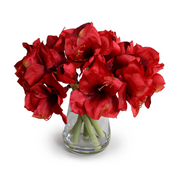 Amaryllis Arrangement