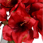 Amaryllis Arrangement