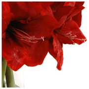 Amaryllis Arrangement