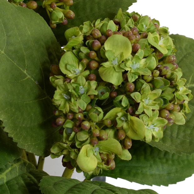 Hydrangea Bud Arrangement