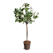56" Rose Tree Topiary With White Flowers