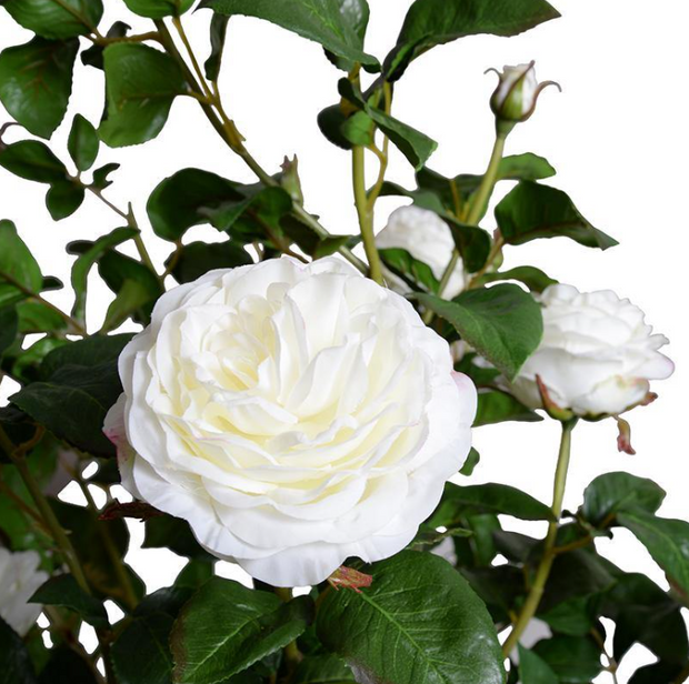 56" Rose Tree Topiary With White Flowers