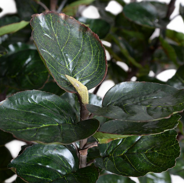 5' Aralia Balfouriana Tree