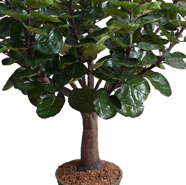 5' Aralia Balfouriana Tree