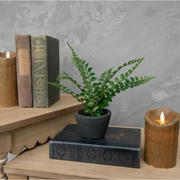 9" Boston Fern in Charcoal Ceramic Pot