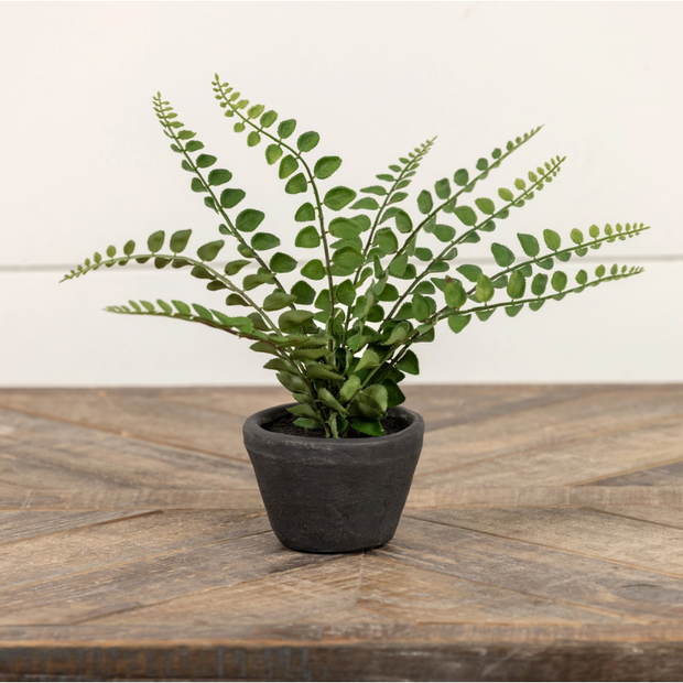 9" Boston Fern in Charcoal Ceramic Pot