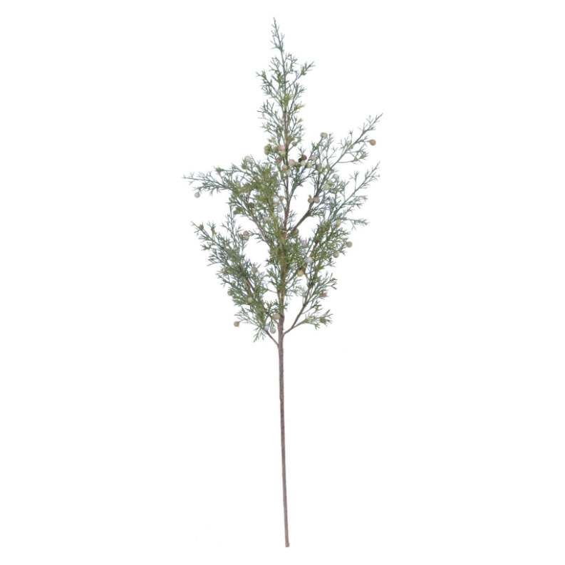 Cypress 33