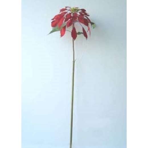 Poinsetta Stem 34