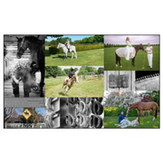 Equestrian Life in the Hamptons