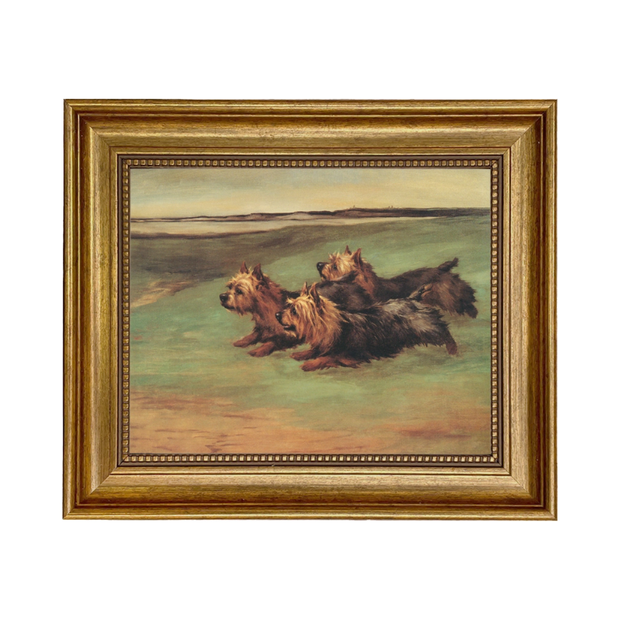 Three Yorkshire Terriers Framed Oil Painting Print On Canvas