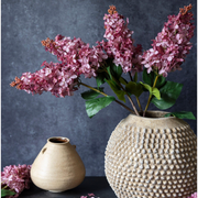 Cone Hydrangea Sunset