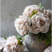 Peony Evening Dew Stem