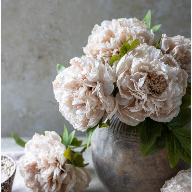 Peony Evening Dew Stem