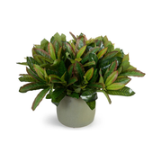Aglaonema Plant