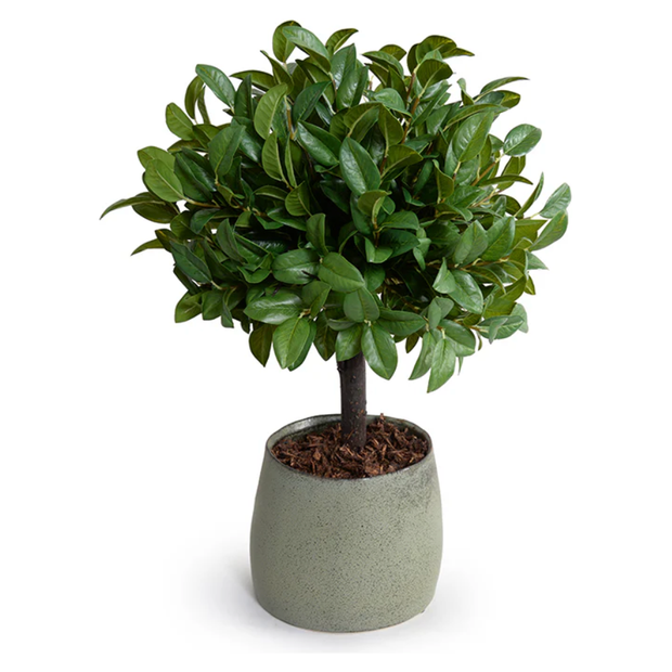 Laurel Leaf Topiary, 22"H