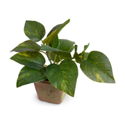 Pothos in Terracotta 9"H