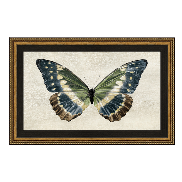 Antique Moth 2