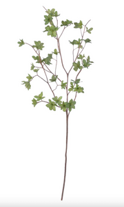 Young Leaf Spray Stem