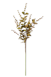 35 in Brown European Beech Stem