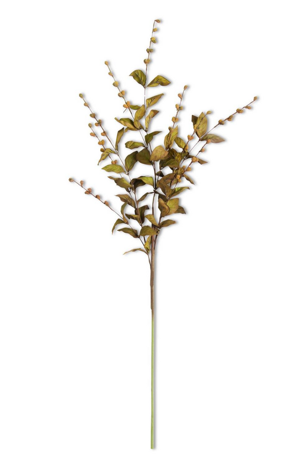 35 in Brown European Beech Stem