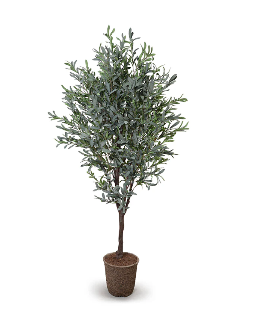 Olive Tree 6.5 Ft.