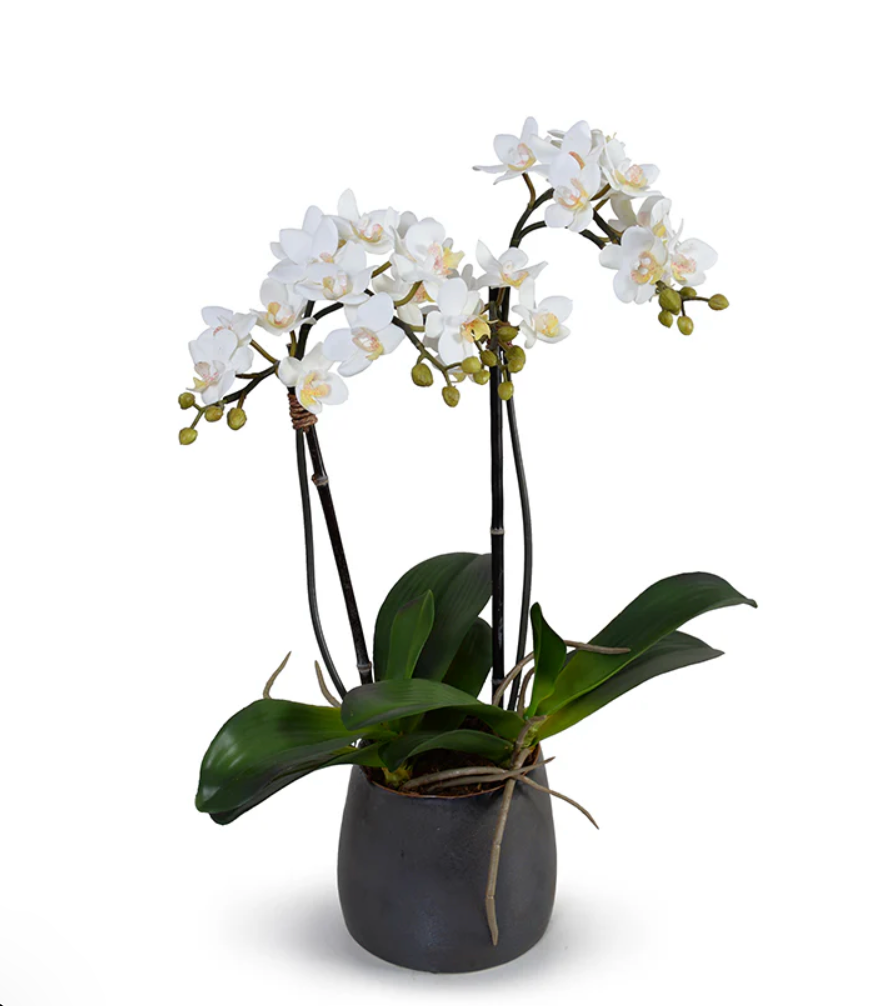 Double Phalaenopsis Orchid in Porcelain Vase, 18