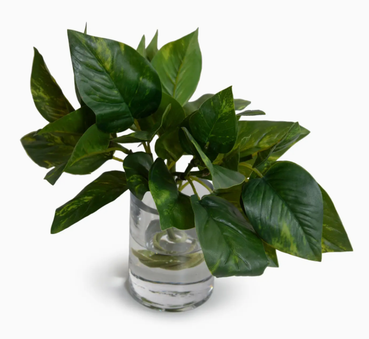 Pothos in Glass Vase 9