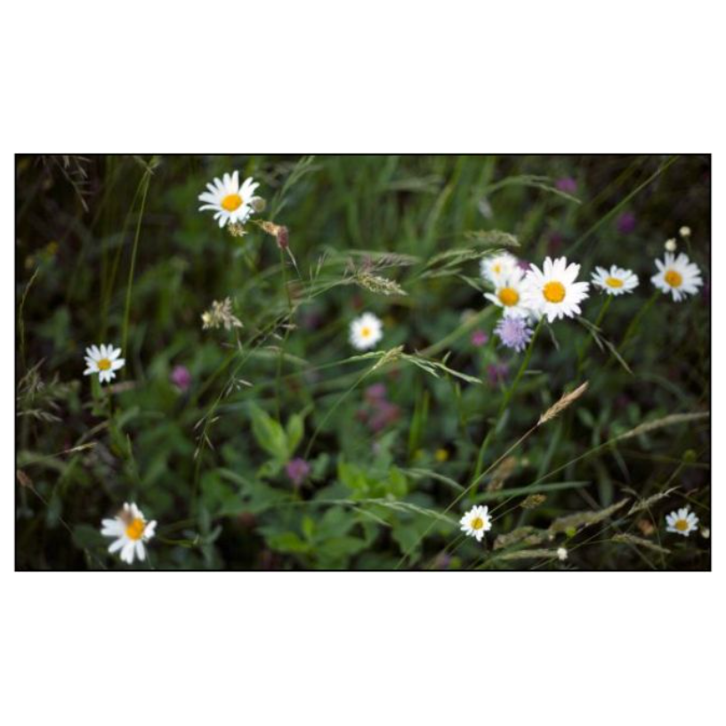 Flower Shower - Alexandra Sophie's Contemporary Art Book