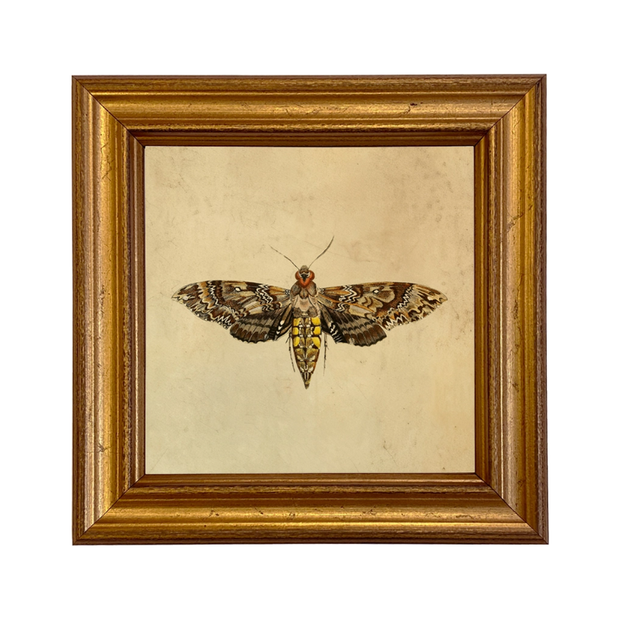 Hawk Moth Vintage Style Illustration Framed Print