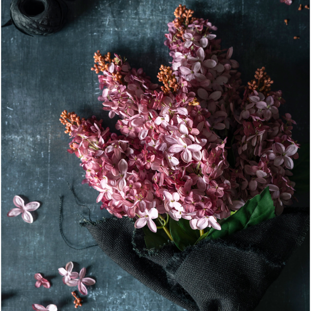 Cone Hydrangea Sunset