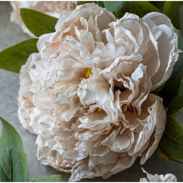 Peony Evening Dew Stem