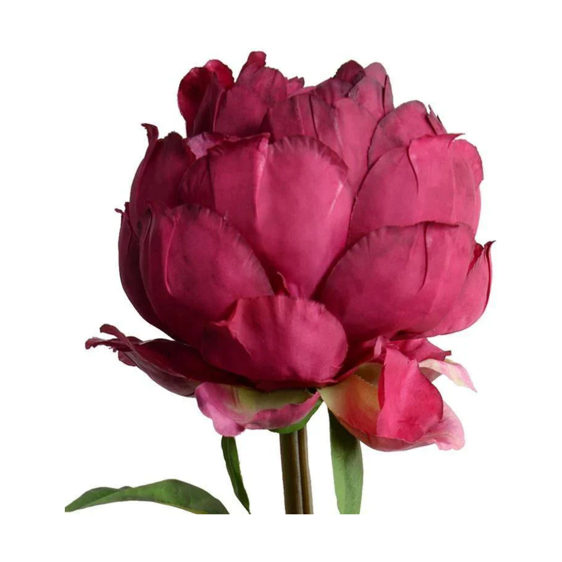 Peony Stem with Leaves, 18