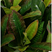 Aglaonema Plant