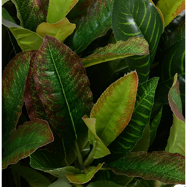 Aglaonema Plant