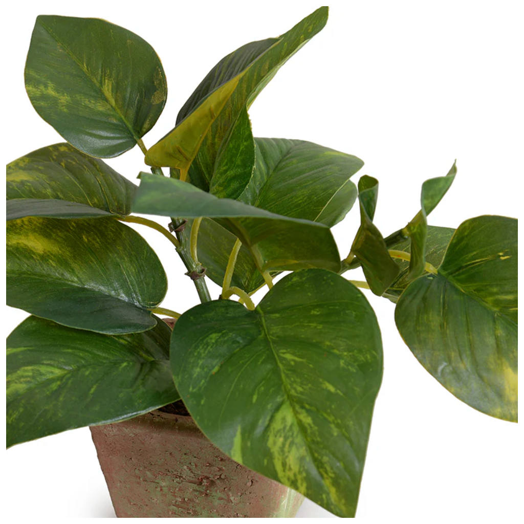 Pothos in Terracotta 9