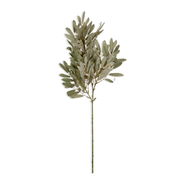 Willow, Soft Green Stem