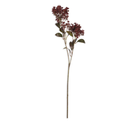 Butterfly Bush, Rouge
