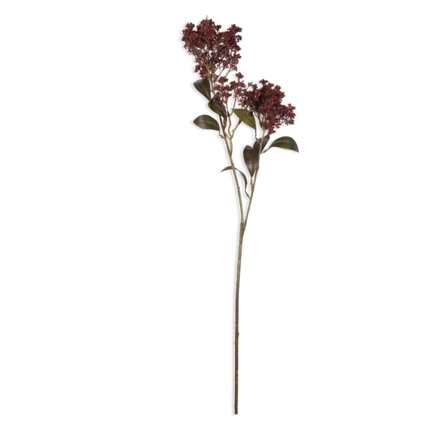 Butterfly Bush, Rouge