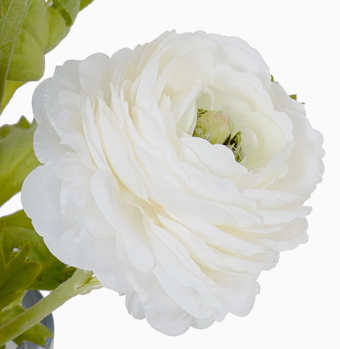 Ranunculus in 4