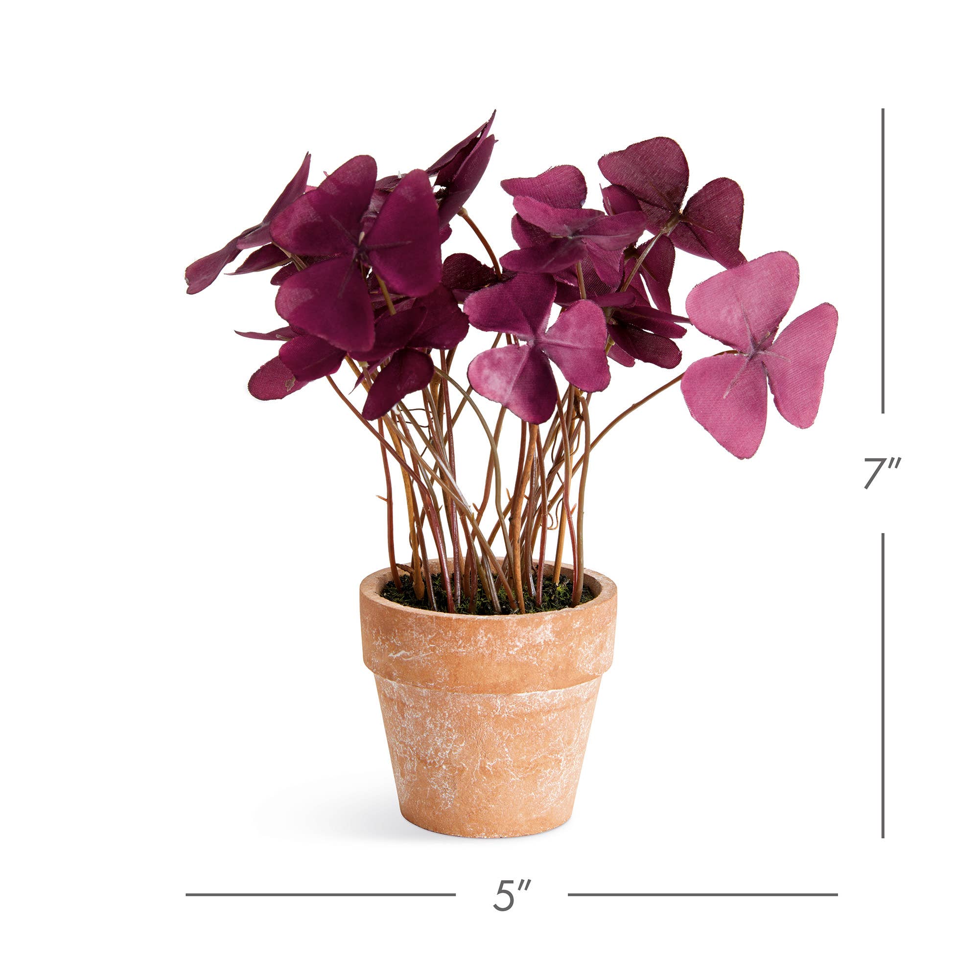Mini Oxalis Potted Drop-In 7